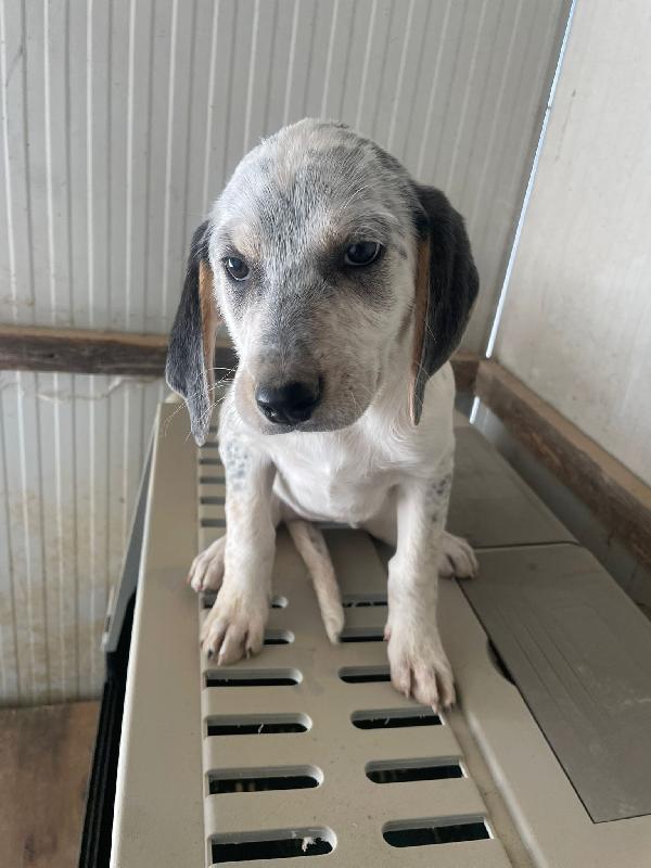 SIRYA ASPETTA SOLO TE Foto 8